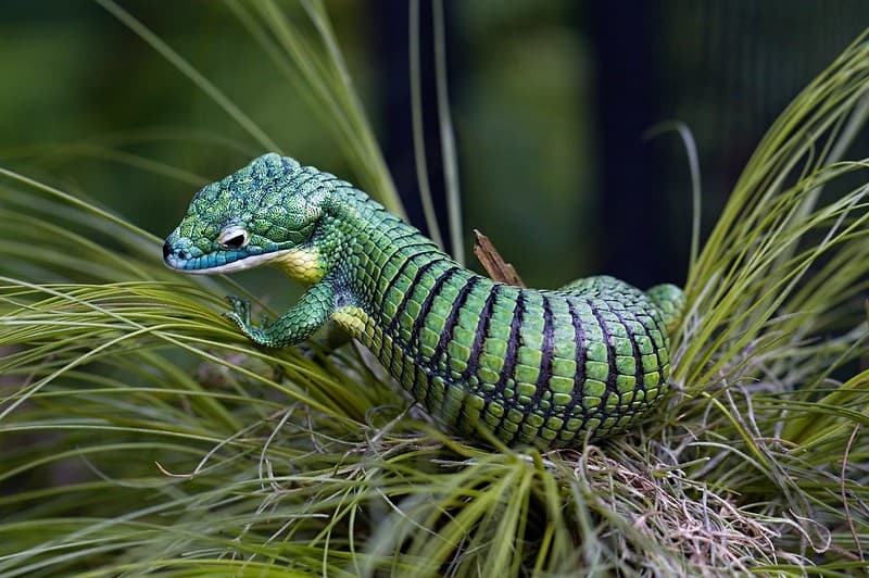 Abronia Graminea Care Guide | Mexican Aboreal Alligator Lizard