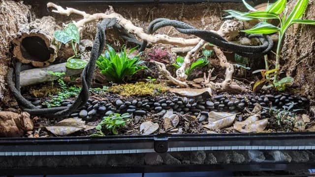 How to Build the Perfect Vertical Enclosure for Your Abronia
