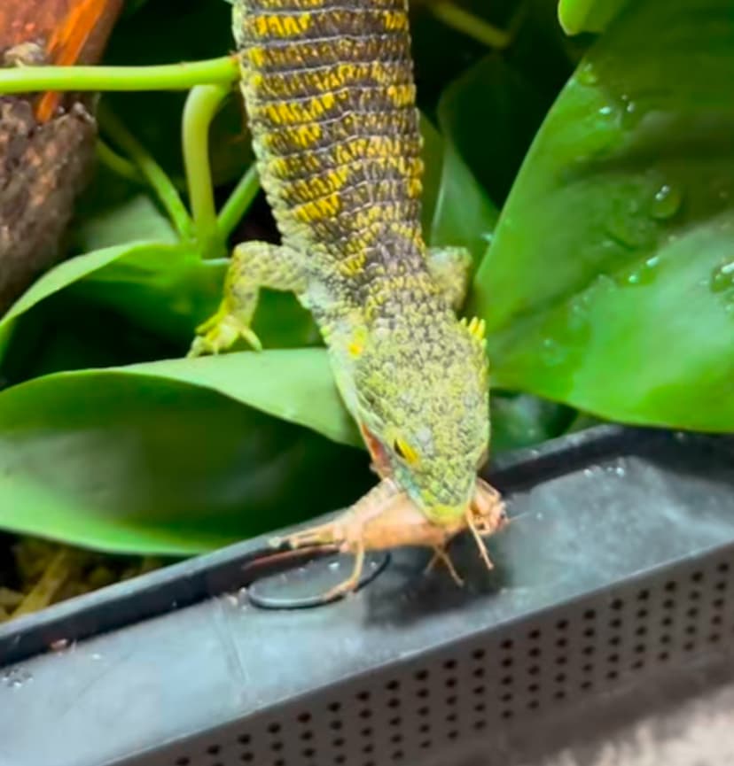 What Do Abronia Lizards Eat? A Complete Guide to Feeding Your Arboreal Alligator Lizard