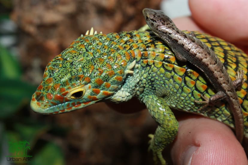 Breeding Abronia Lizards: A Comprehensive Guide for Responsible Keepers