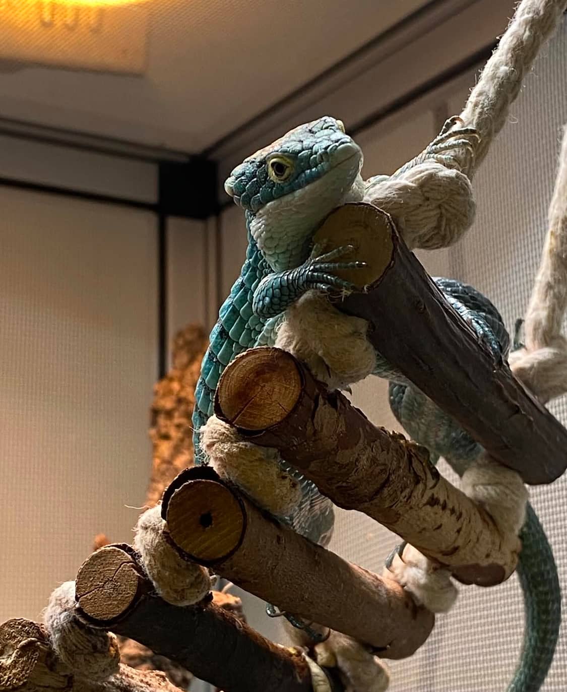 Abronia Graminea Pair