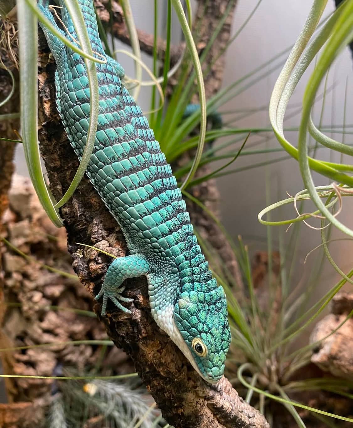 Abronia Graminea Pair