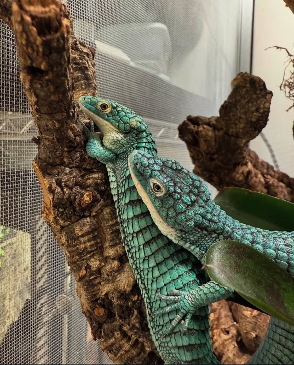 Abronia Graminea Pair