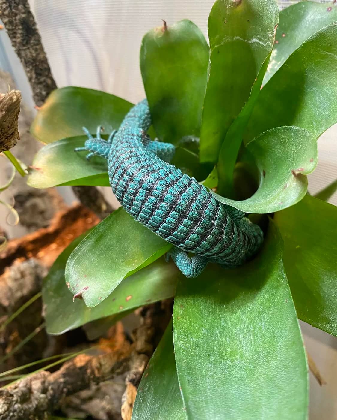 Abronia Graminea Pair