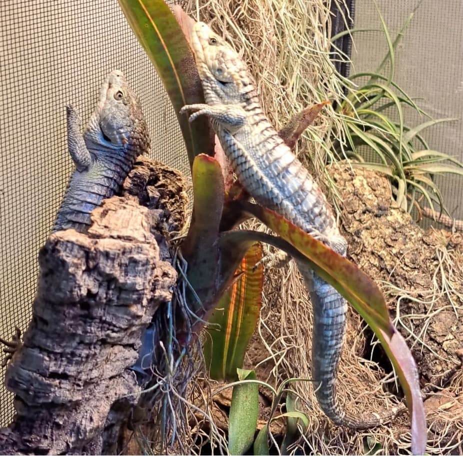 Abronia lythrochila breeding pair