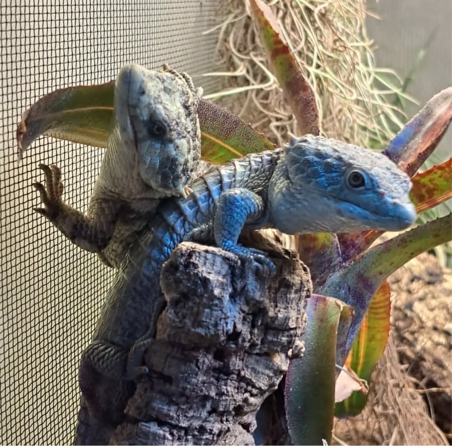Abronia lythrochila breeding pair