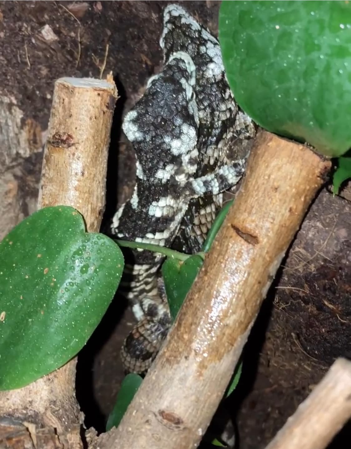 Abronia Tainiata pair