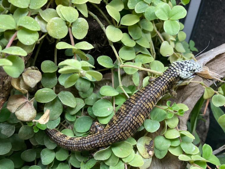 Abronia Tainiata pair