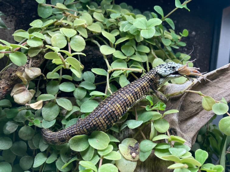 Abronia Tainiata pair