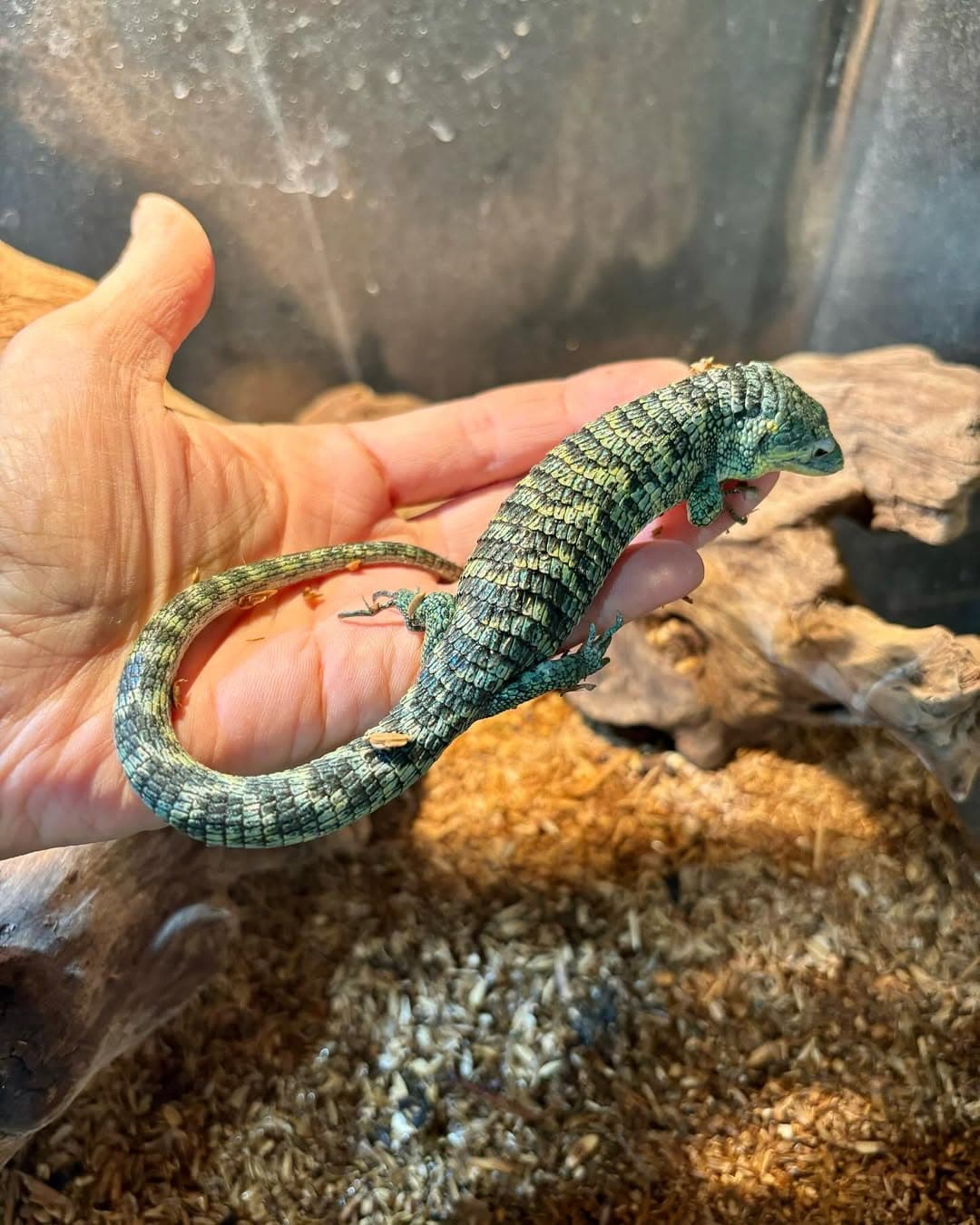 Adult Male Abronia vasconcelosii – Captive-Bred Subadult