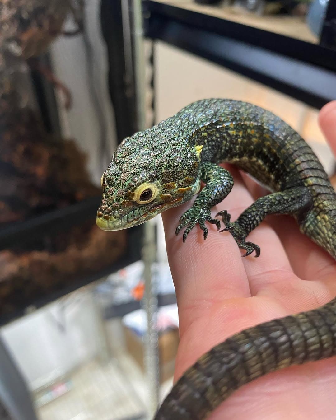 Abronia smithi – Captive-Bred Subadult Male